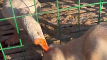 大鹅：它吃的全是我的粮啊