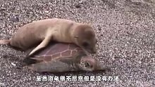 海狮厚脸皮爬到海龟背上，见海龟一个劲冲向水里，海狮却慌了