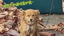 是你吗？全网最幸福小狗！吃不完的骨头堆成山，网友：年纪轻轻就失去烦恼。