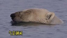 你没法想象，水面上气定神闲优雅稳重的北极熊，水面下是什么样的