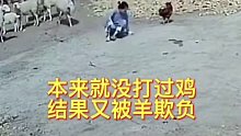 羊在什么情况下会顶人？