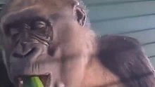 大猩猩吃黄瓜的动作太优雅了，猩猩罗德上校