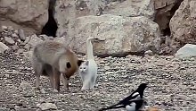 狐狸和猫咪成为了亲密的好朋友