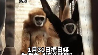 日本长崎九十九岛动植物园白掌长臂猿莫莫顺利产下一子。此事却让园方大为错愕
