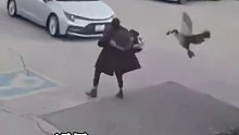可怕！加拿大鹅一路对女子穷追猛打，还嚣张钻进车里，最后遭一脚踢开