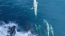 难得一见的画面—海豚“引领”大船航行