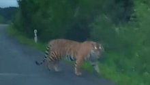 男子驾车偶遇东北虎激动到语无伦次