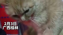 可可爱爱！男子晒猫咪伸出一只大长腿烤火，有样学样