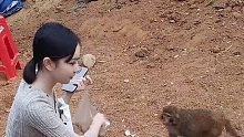 真的是猴子行为，只知道吃的
