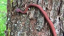 毒蛇如何在自己都抱不住的粗树干上爬行。
