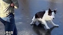 犟狗狗试图破开河面的冰，网友：这是披着边牧皮的哈士奇吧