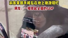 动物园猩猩看视频上瘾_，游客拿回手机后在地上撒泼摆烂。