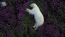 北极熊在花海中酣睡