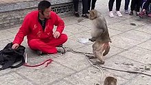 猴哥吃软怕硬，挺会做人