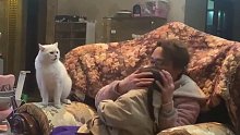 猫咪为护小主人与男子对抗 这样的猫咪也太爱了吧！