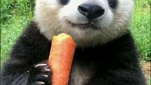 据说大熊猫只有在吃东西的时候，耳朵才竖的最立挺，最兴奋