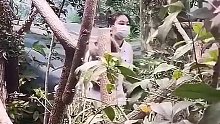 动物园下班收考拉