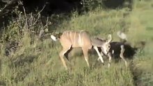 非洲野狗活吃