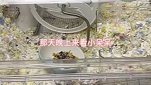 真没见过这么胆小的小仓鼠最后还吓我一跳呢