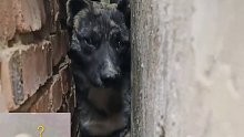 狗狗卡墙缝里 这眼神无助极了