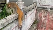 可怜的猴子抢东西双腿被打断了