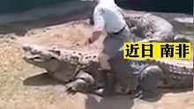 南非68岁驯兽师表演时，被660公斤巨鳄回头咬伤，驯兽师照顾它超30年