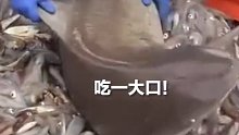 小鲨鱼被误捕在船上胡吃海塞，渔民无奈又好笑，鲨鱼：那我走？