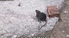 鼠鼠我呀，没想到是被冰雹砸死的…