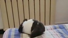 画面太可爱，强迫症兔子睡前认真“铺床”。主人：它可能认为自己不是兔子
