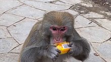 聪明的猴子，自己会吃零食