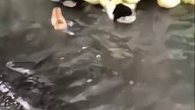 鸭妈妈：我们当中，出了个小鸡！