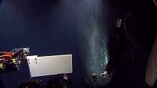 海底600米深处的抹香鲸