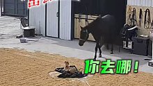 马儿出逃狗子立马通知主人，这样的狗狗也太优秀了吧!