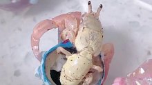 寄居蟹换壳也太好玩了