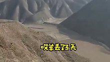 男子耗时3天徒步150里找回走失41只羊羔，当事人：转移牧场时走丢，有些脱水
