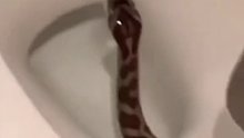 最担心的事发生了！男子上厕所马桶钻出一条蛇