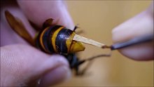养蜂人“辣手摧蜂”，用镊子将马蜂大肠扯出