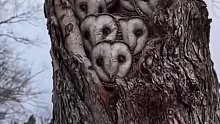 神奇的树洞有几个猫头鹰