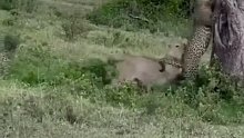 母狮偷袭花豹，花豹差点就凉凉了！