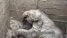 母象为救掉入深坑的孩子，跪了三天两夜为孩子哺乳。