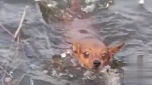 小狗追逐野鸭不慎掉入冰窟窿，在水中挣扎游到岸边后获救