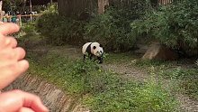 这只大熊猫，在一声声哇喔中迷失了自我
