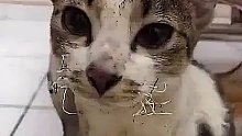 喵星人迷惑行为大赏
