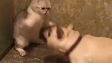 跟狗打架，猫从来就没输过…