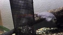 龟：追着追着还掉色了，看来是被我吓得脸都白了