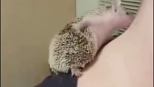 被挠痒痒的刺猬可爱到了