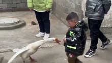 3岁男童和大鹅打架，一招锁喉将其制服。。。