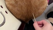 用牙签戳一戳猫咪，它真的有这么敏感吗？