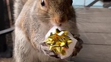 松鼠：直接给我多好？整花里胡哨的