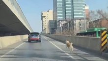 狗狗上高架，然后一跃而下，后续主人带狗检查无问题